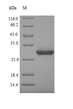 Mouse Defa5 protein