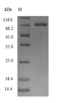 Human SEMA7A protein