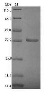 Bacterial Beta-lytic metalloendopeptidase protein
