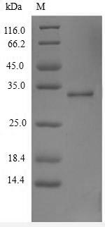 Human TSLP protein