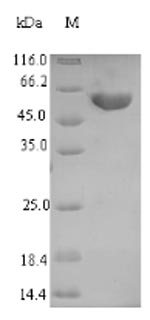 Rat Tdo2 protein