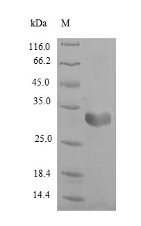 Rat Fabp3 protein