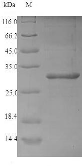 Plant 2S albuminImported protein