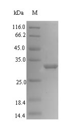 Plant ypr-10 protein