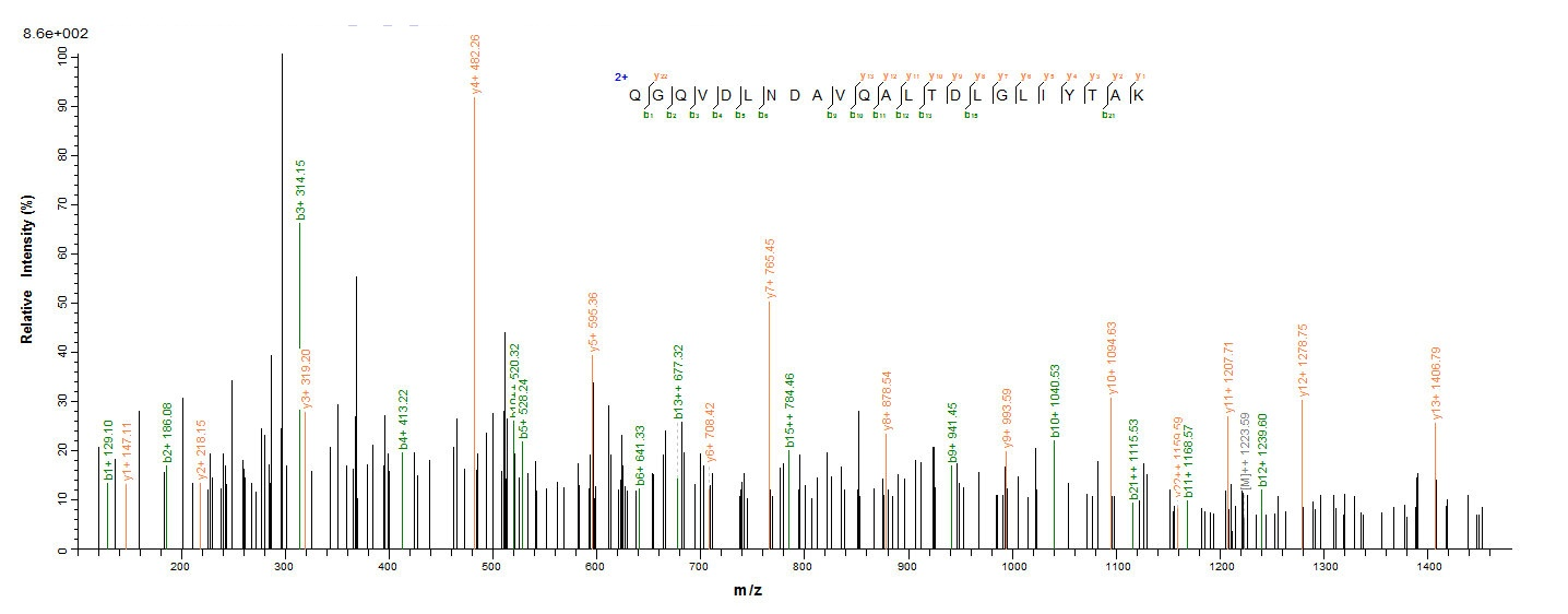 Viral Nucleoprotein protein