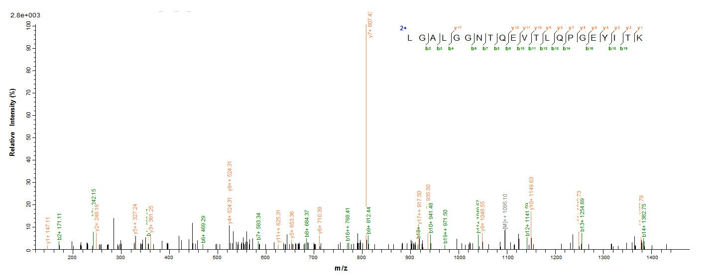Human ZG16B protein