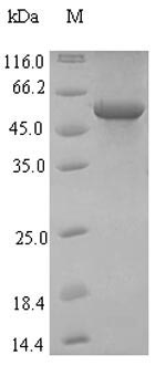 Viral HA protein