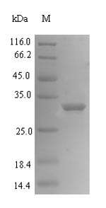Human MDC1 protein