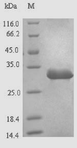 Viral HBx Peptide X pX protein