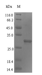 Human ERCC5 protein