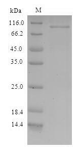 Bacterial nosZ protein