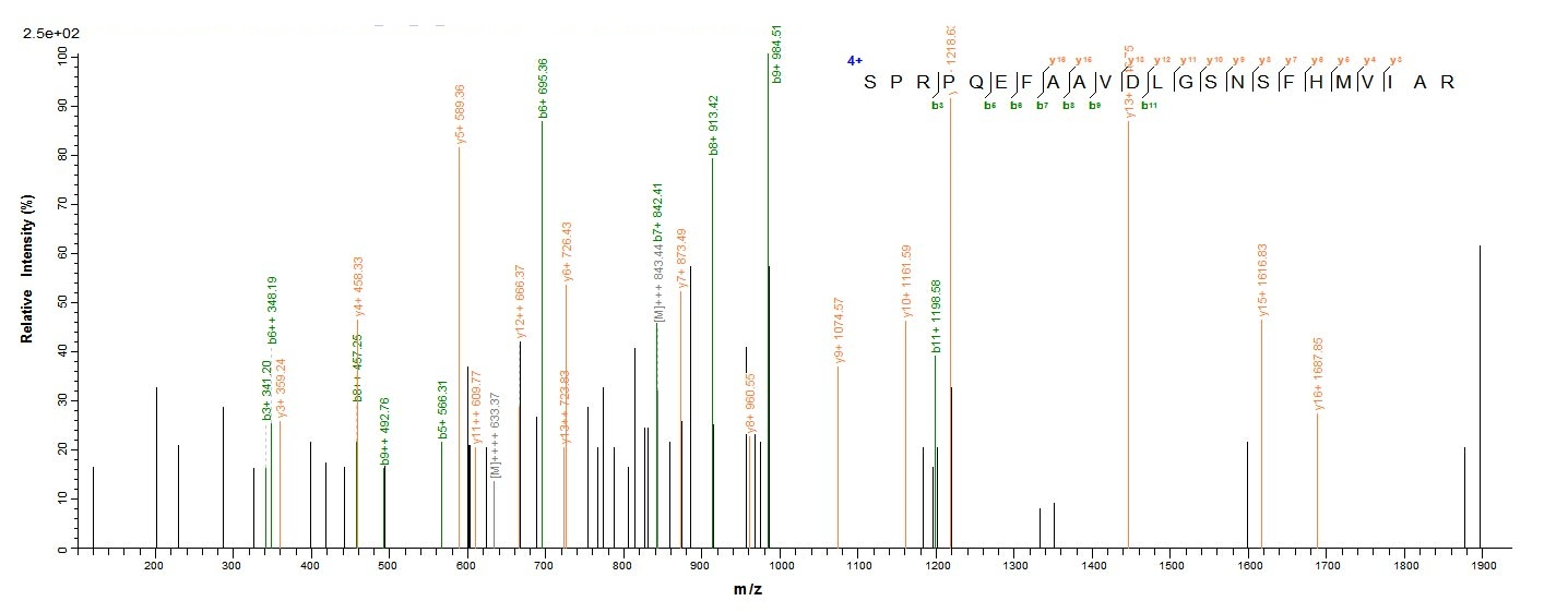 E. coli ppx protein