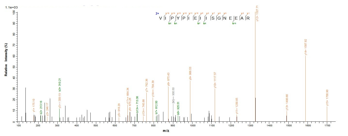 E. coli ppx protein