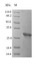 Mouse Ocm protein