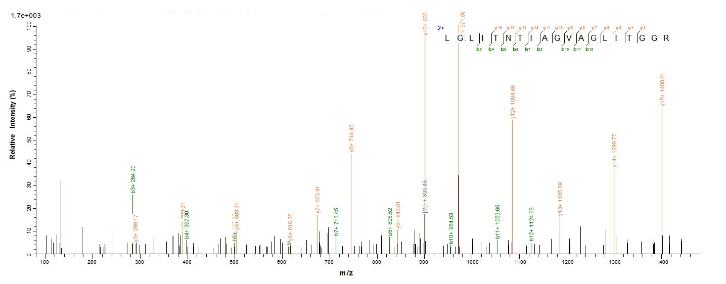 Viral Envelope glycoprotein protein