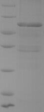 Bacterial prsA protein