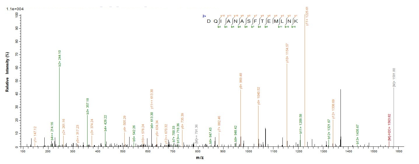 Bacterial prsA protein