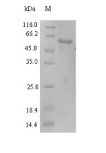Viral Nucleoprotein protein
