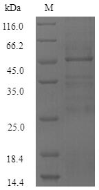 Bacterial bopE protein