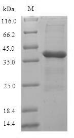 Bacterial mecA protein