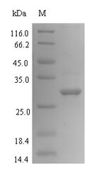 Bacterial ynaB protein