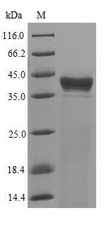 Bacterial clpP protein