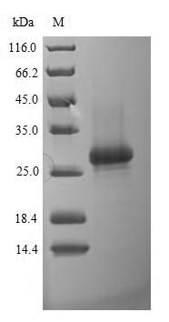 Bacterial rnfH protein