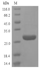Human Hmgb1 protein