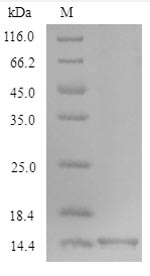 Mouse Ocm protein