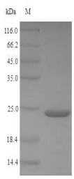 Animal JTB protein