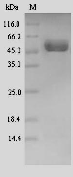 Human DRAXIN protein