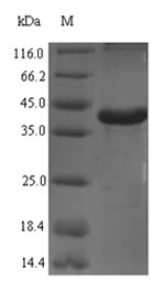 Rat C1qa protein