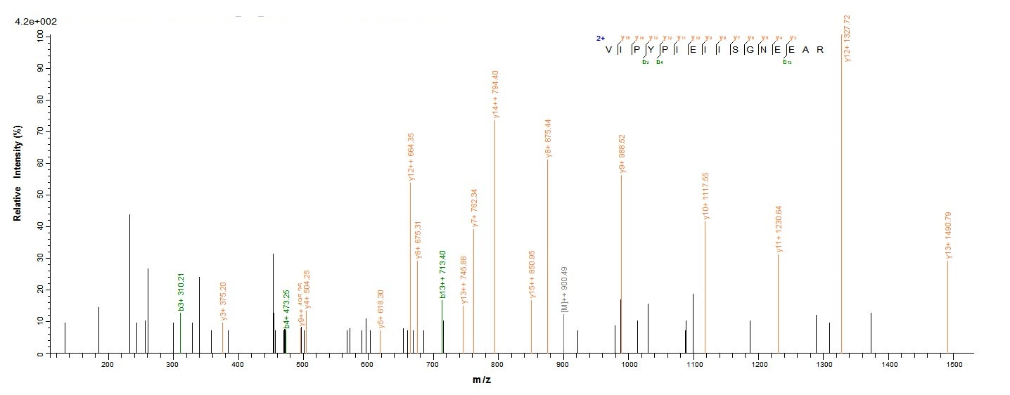 E. coli ppx protein