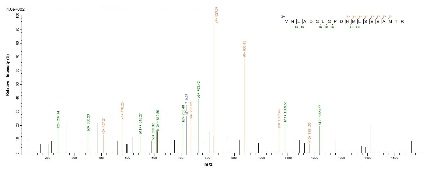 E. coli ppx protein