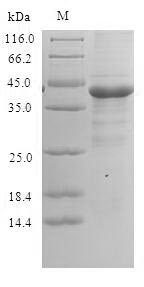 Human PPIAL4A protein