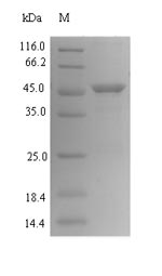Bacterial vacA protein