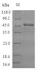 Human VASH2 protein