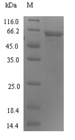 Human C4orf29 protein