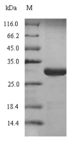 Human SFTPC protein