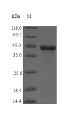 Bacterial CBO2730 protein