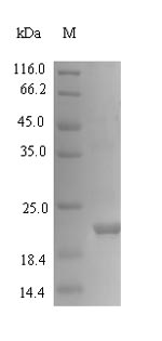 Plant THI2.1 protein