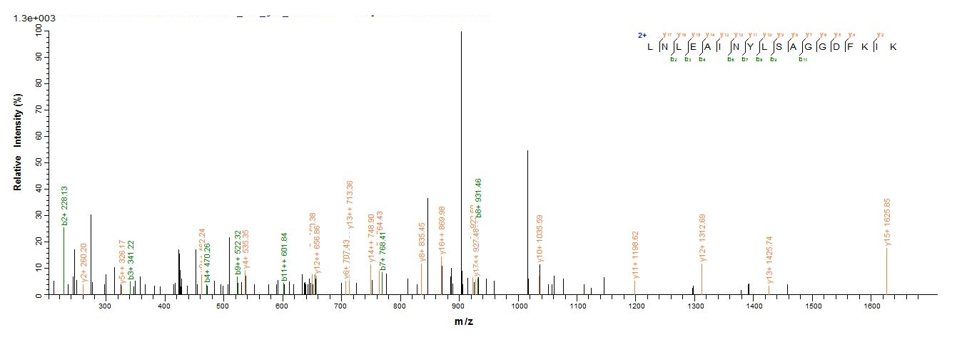 Bovine LGALS1 protein