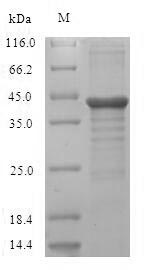 Human UNC119 protein
