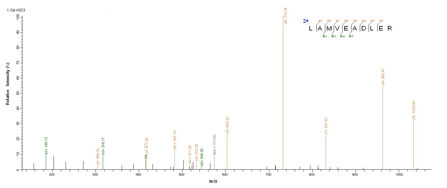Animal TM1 protein