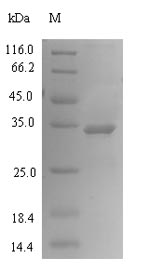Plant Pru p 1.01 protein
