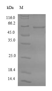 Human FDPS protein