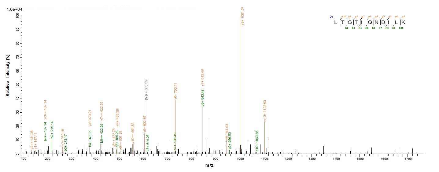 Mouse Mut protein