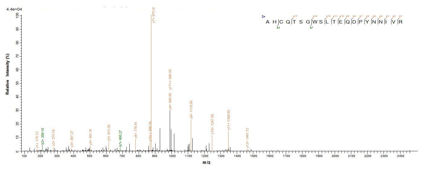 Mouse Mut protein