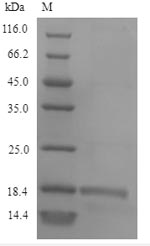Reptile Snaclec rhodocytin subunit alpha protein