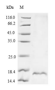 Reptile Snaclec rhodocytin subunit beta protein